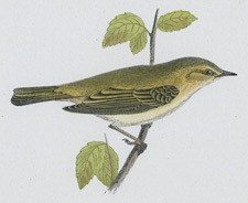 CHIFF CHAFF