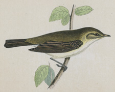 CHIFF CHAFF