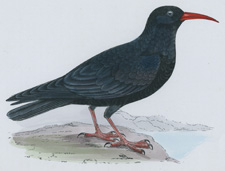 CHOUGH