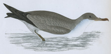 CINEREOUS SHEARWATER