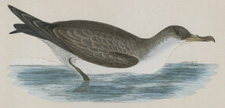 CINEREOUS SHEARWATER