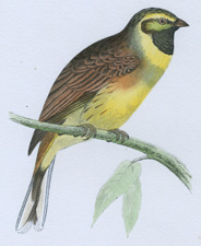 CIRL BUNTING