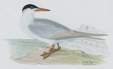 COMMON TERN