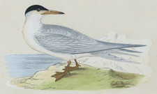 COMMON TERN