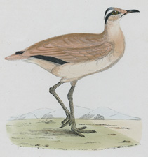 COURSER