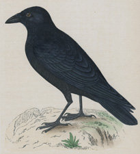 CROW