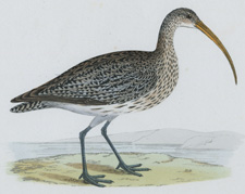 CURLEW