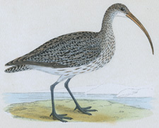 CURLEW