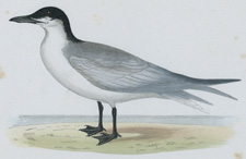 GULL-BILLED TERN