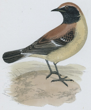 DESERT WHEATEAR