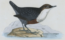 DIPPER