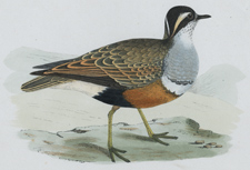 DOTTEREL