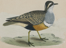 DOTTEREL