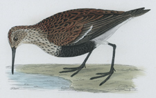 DUNLIN