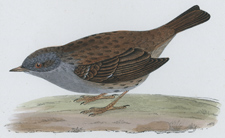 DUNNOCK