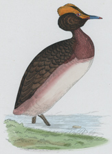 DUSKY GREBE