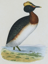 DUSKY GREBE