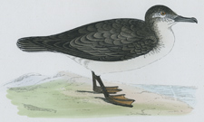 DUSKY PETREL