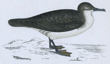 DUSKY PETREL