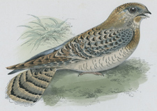 EGYPTIAN NIGHTJAR