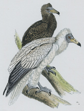 EGYPTIAN VULTURE