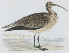 ESQUIMAUX CURLEW