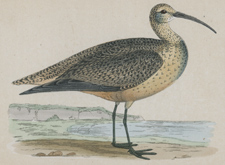 ESQUIMAUX CURLEW