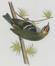 FIRECREST