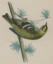 FIRECREST