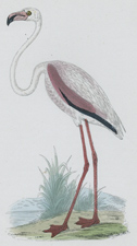 FLAMINGO