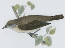 GARDEN WARBLER