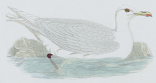 GLAUCOUS GULL