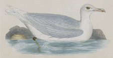 GLAUCOUS GULL