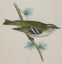 GOLDCREST