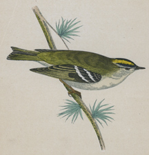 GOLDCREST