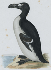 GREAT AUK