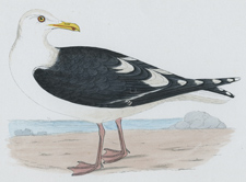 GREAT BLACK-BACKED GULL