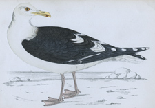 GREAT BLACK-BACKED GULL