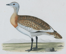 GREAT BUSTARD