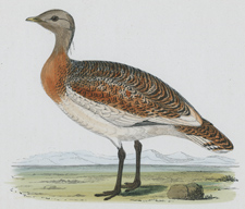 GREAT BUSTARD