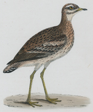 GREAT PLOVER
