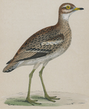 GREAT PLOVER
