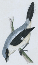 GREAT SHRIKE