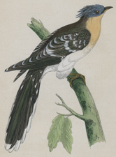 GREAT SPOTTED CUCKOO