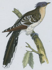 GREAT SPOTTED CUCKOO
