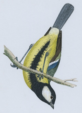 GREAT TIT