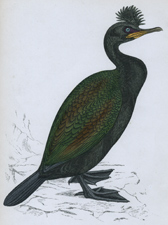 GREEN CORMORANT