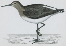 GREEN SANDPIPER