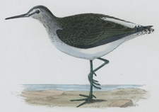 GREEN SANDPIPER