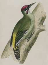 GREEN WOODPECKER